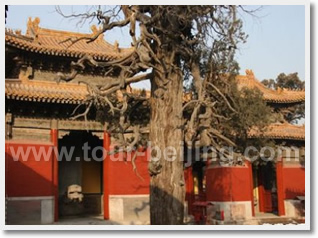 Beijing Confucius Half Day Tour